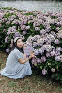 東京舊中川 | 晴空塔下紫陽花開滿河岸