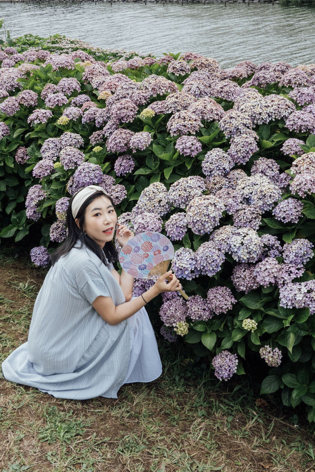 東京舊中川 | 晴空塔下紫陽花開滿河岸