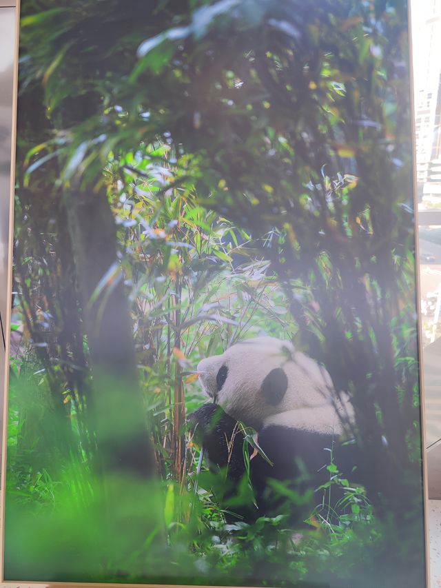 來南京城北萬象匯Rua 一下Panda大熊貓