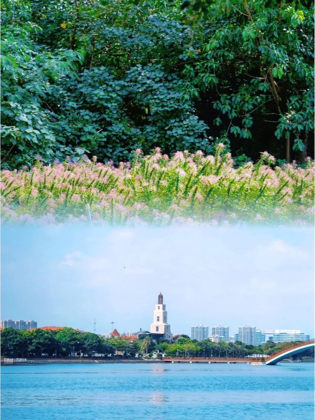 廈門寶藏之地 | 五緣灣濕地公園