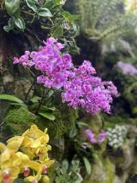 新加坡遊玩攻略——DAY 4 植物園、國立大學