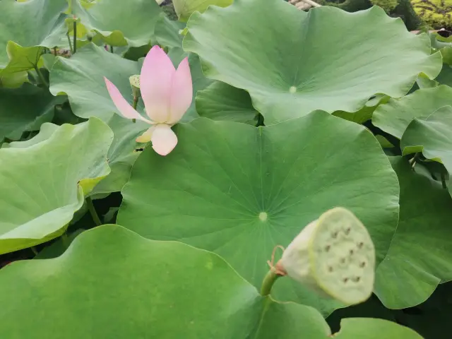 來無錫看全國荷花展吧