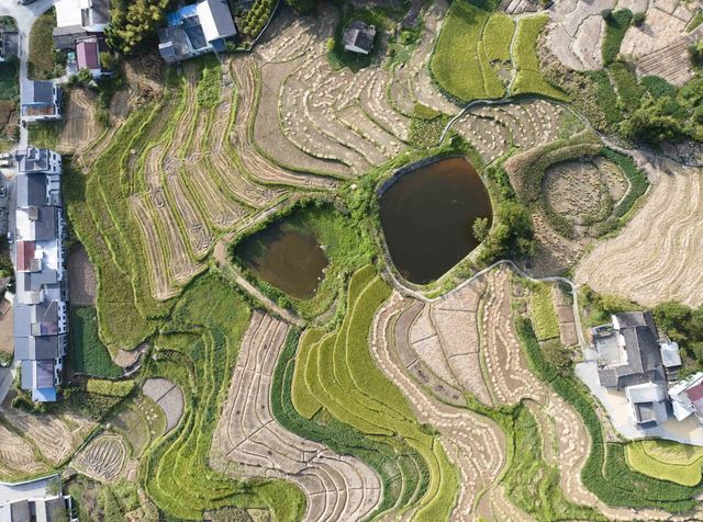 世界灌溉工程遗產鳳堰梯田迎來豐收季。