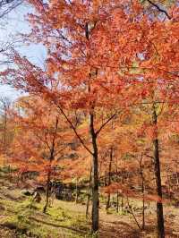 蛟河紅葉谷｜吉林唯一一片紅色的楓葉林！