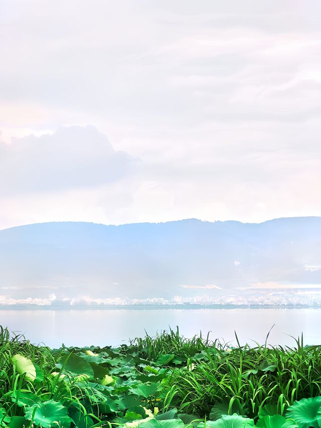 玉溪避暑中：杞麓湖。
