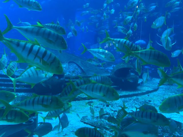 三亞市—亞特蘭蒂斯水世界。