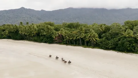 "In Australia, I am as free as a horse." — traveler post in Cape Tribulation