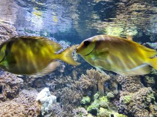National Aquarium, Baltimore.