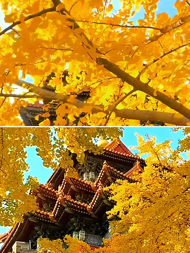 北京賞秋｜故宮角樓觀賞銀杏攻略。