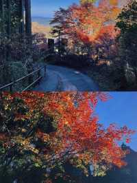 東京賞楓圖鑑：御岳山。
