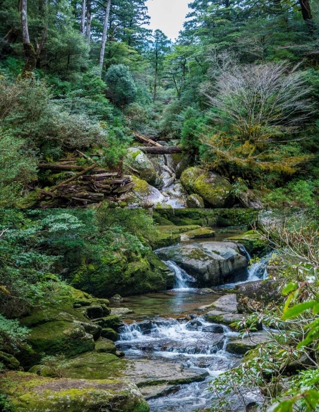 行山秘笈—日本屋久島等你來。