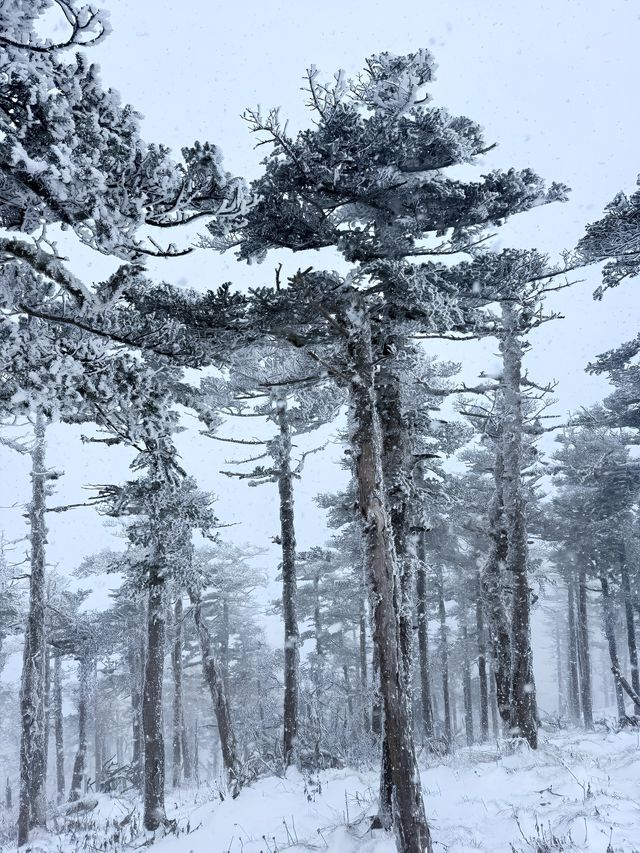 西安秦嶺東梁|雪後的東梁，如她的名字一樣別緻。