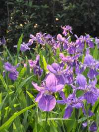 成都好逛的百花潭公園｜山水園林和城市錦繡的寫意。