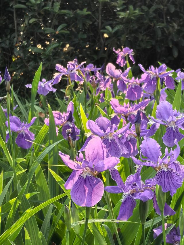 成都好逛的百花潭公園｜山水園林和城市錦繡的寫意。