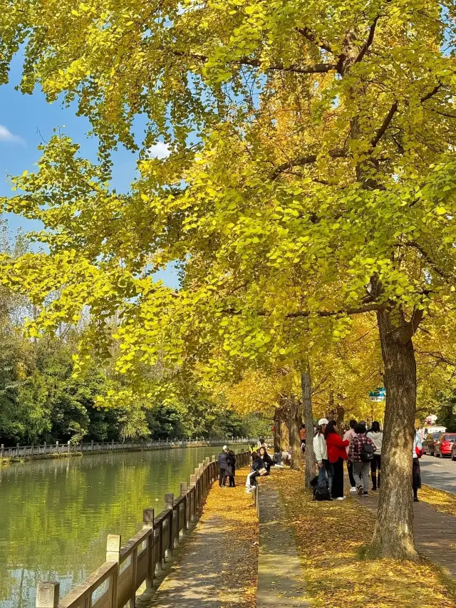 Nov 20 live shoot! Unmissable ginkgo trees in Chengdu...