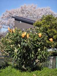 Visit Inuyama Castle during Cherry Blossom Season