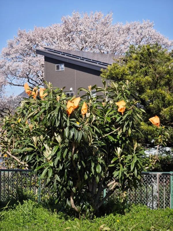 Visit Inuyama Castle during Cherry Blossom Season