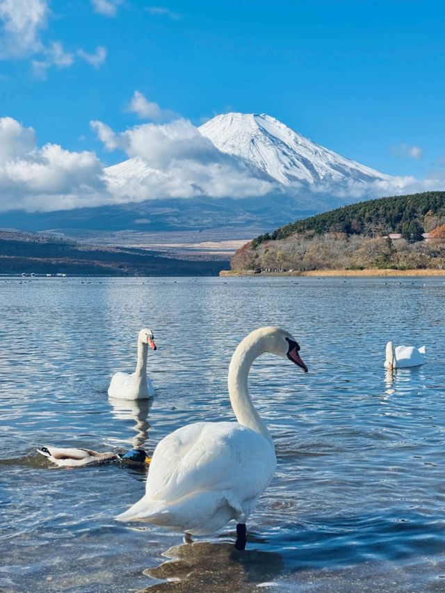 富士山河口湖-湖邊餵大鵝