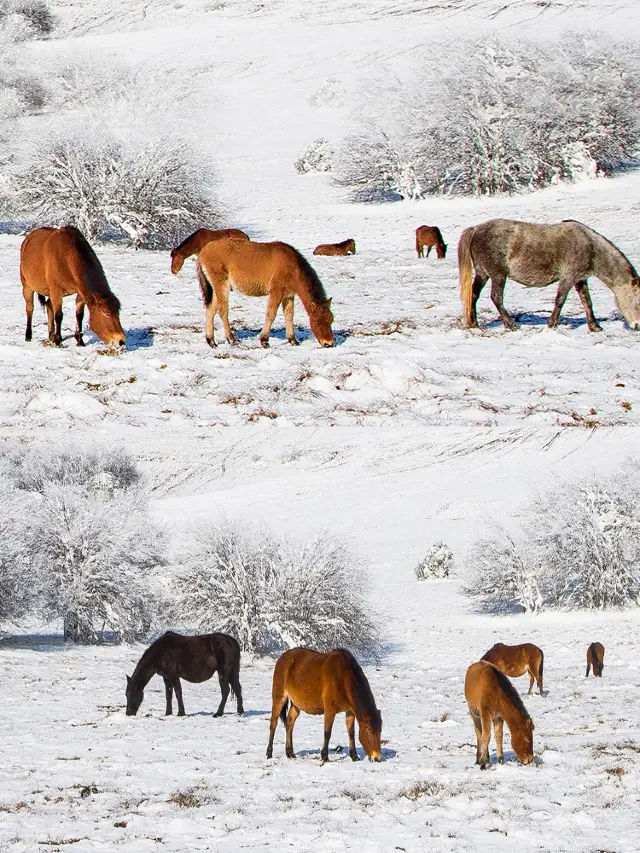 武隆天坑仙女山耍雪一日遊攻略來啦。
打卡5A級景區仙女山和天生三橋✨