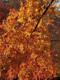 嘉定秋霞圃賞紅葉