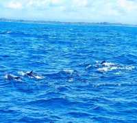 Sri Lanka Whale Watching Adventure