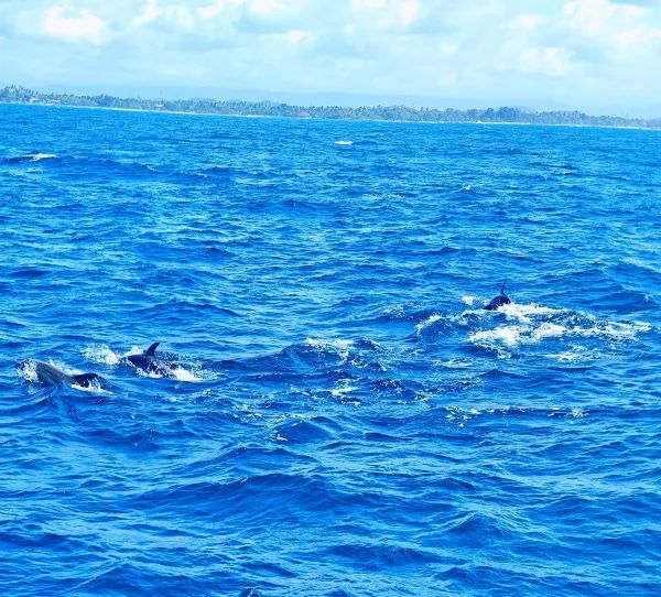 Sri Lanka Whale Watching Adventure