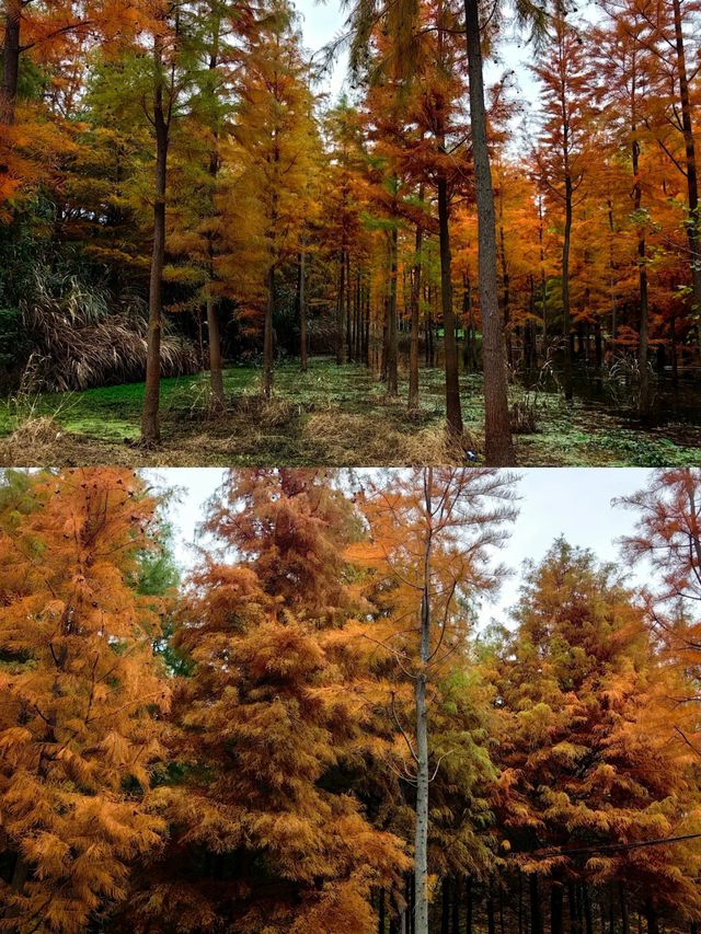 保護海岸，紅樹林是認真的