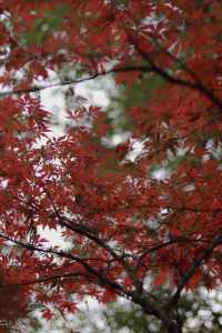 別去江南了，來重慶！我唯一想去無數次的公園