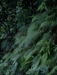 在廣州被騙來爬山，登頂後不想離開～