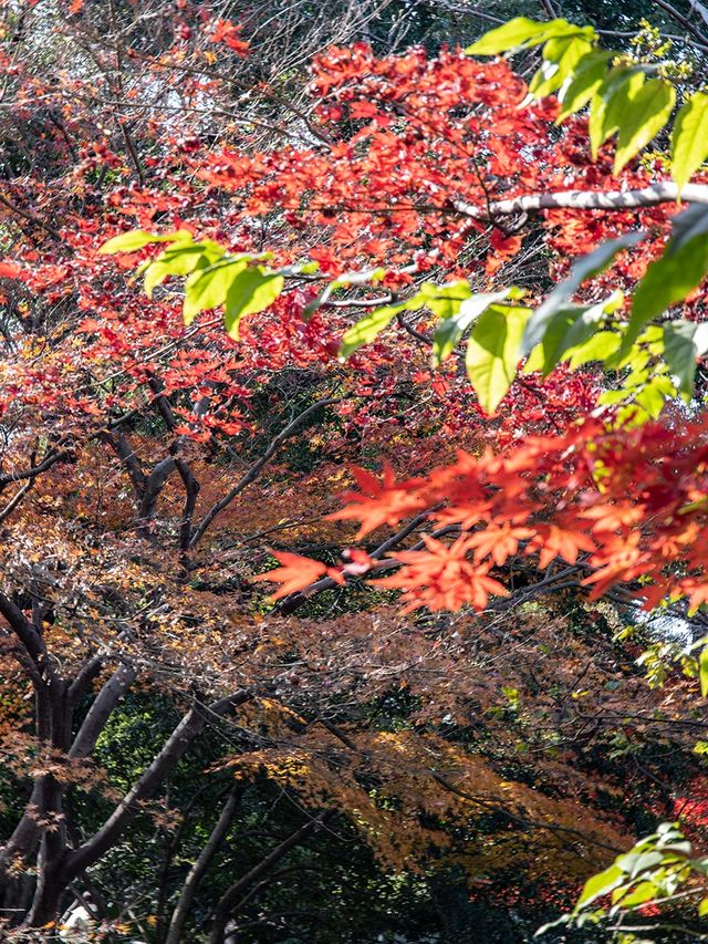 上海桂林公園