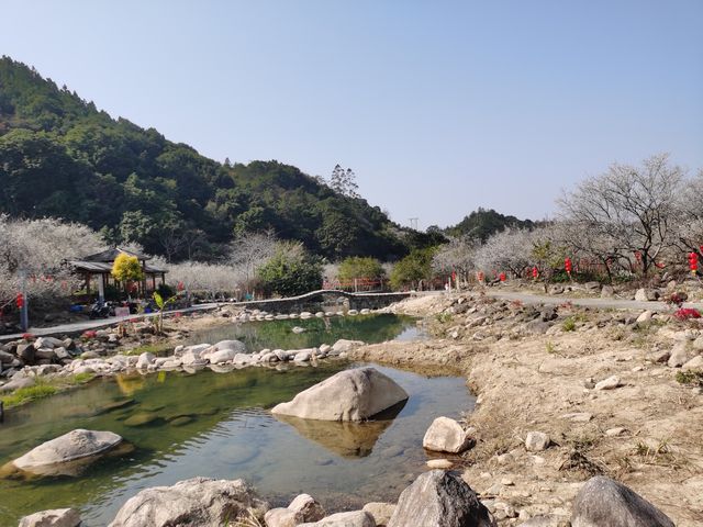 冬日汕尾必打卡點——螺洞世外梅園