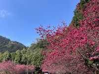 櫻花季的浪漫詩篇，來日月潭展開吧