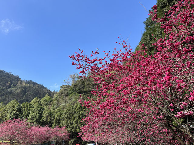 櫻花季的浪漫詩篇，來日月潭展開吧