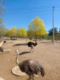 安徽大青山野生動物園 | 開啟超治癒的動物奇遇記