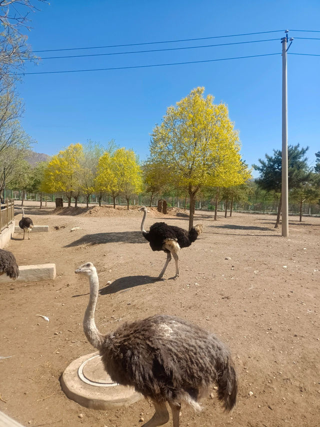 安徽大青山野生動物園 | 開啟超治癒的動物奇遇記
