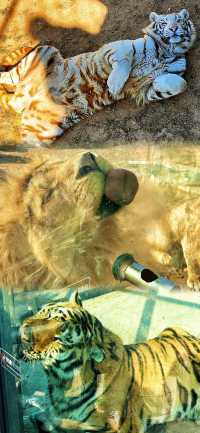 春節假期一定要來打卡的西霞口神雕山野生動物園