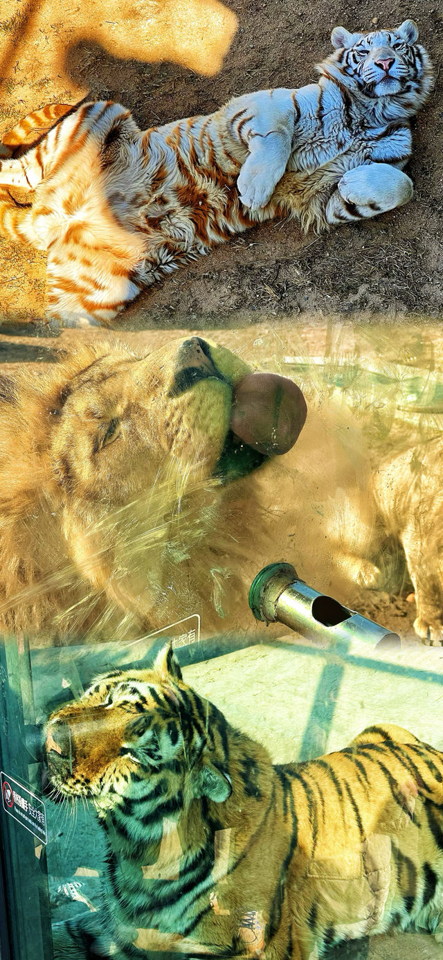 春節假期一定要來打卡的西霞口神雕山野生動物園