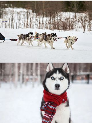 Experience the thrill of a husky sled ride in Finland's Arctic Circle