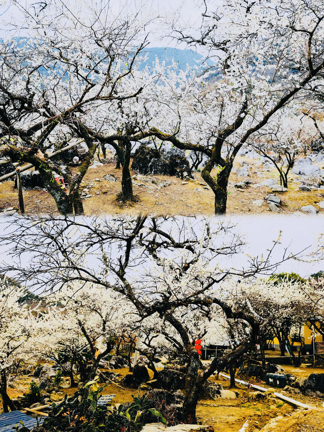 李花盛放--陽山水浪花谷