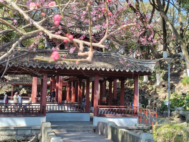寧波中山公園遇上早春紅梅！