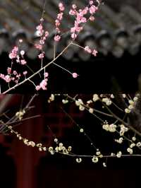 快去，罨畫池的梅花不多了