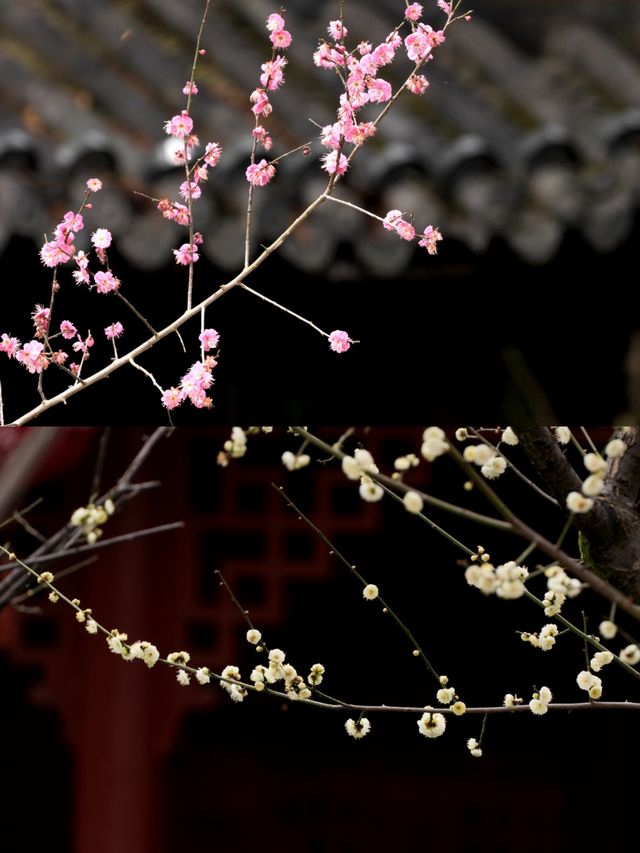 快去，罨畫池的梅花不多了