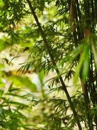 快收藏海南三亞-保亭-五指山5日遊 超詳細攻略來襲