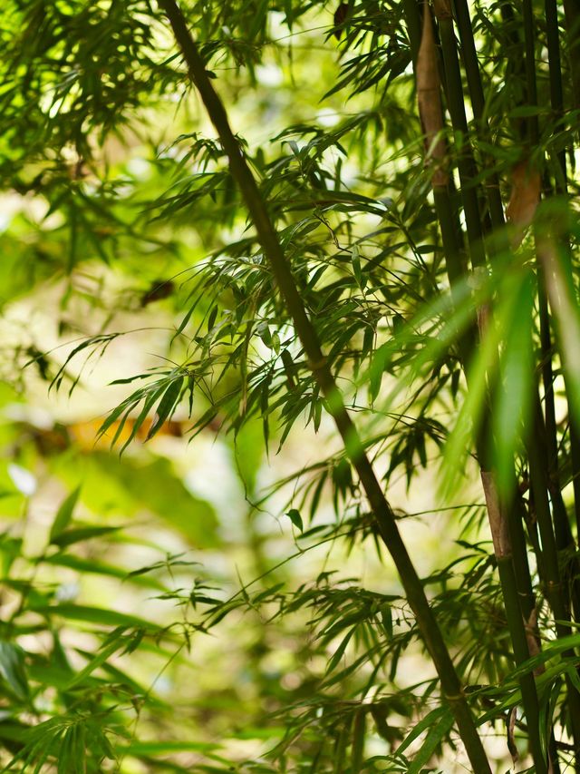 快收藏海南三亞-保亭-五指山5日遊 超詳細攻略來襲