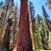 Sequoia National Park: A Summer Adventure Among Giants 🌲