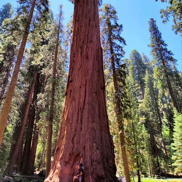Sequoia National Park: A Summer Adventure Among Giants 🌲