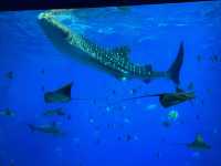 🐬 珠海的歡樂海洋世界 - 珠海長隆海洋王國 🐬