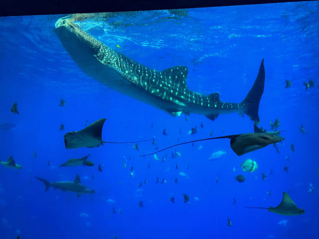 🐬 珠海的歡樂海洋世界 - 珠海長隆海洋王國 🐬