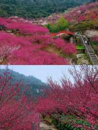 宜昌下牢溪梅園 | 梅花盛宴，春日浪漫