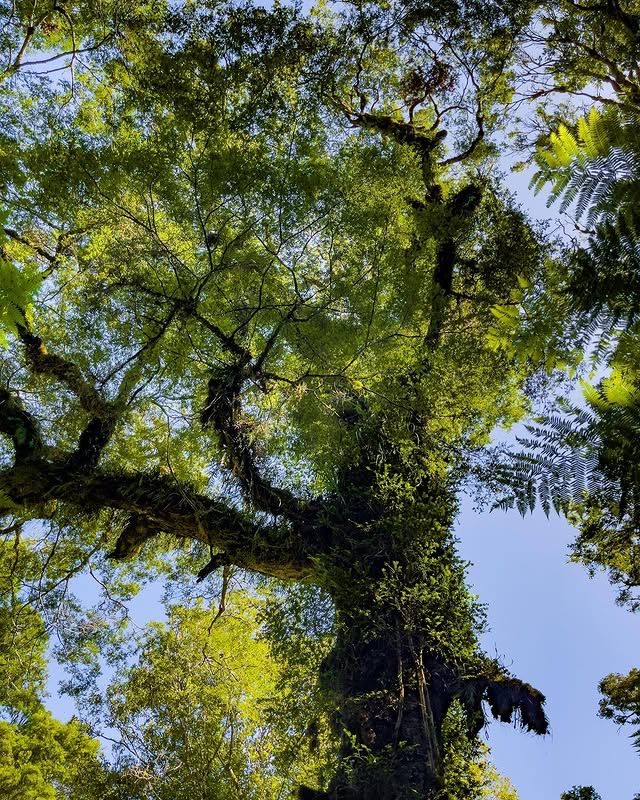 新西蘭法蘭茲約瑟夫威斯特蘭雨林：與大自然親密接觸